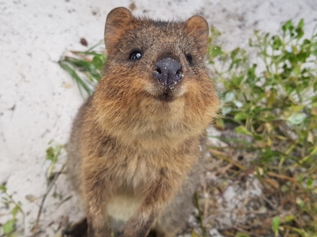 Quokka