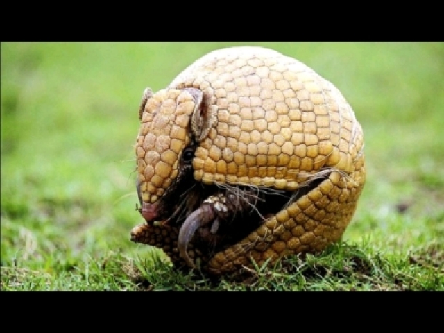 Tatu-bola se aposentou da copa