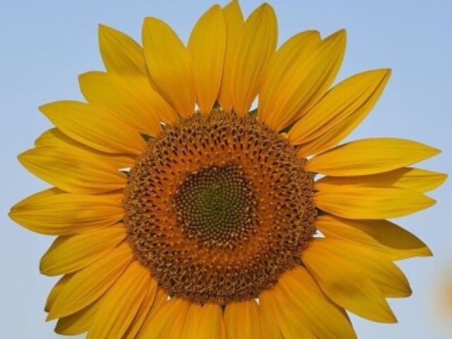 ❀