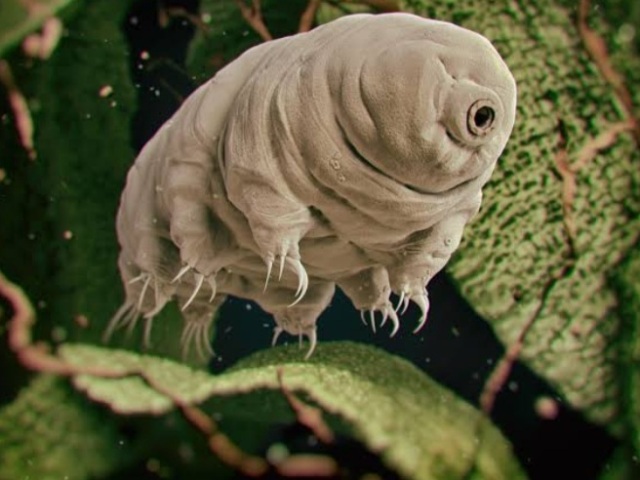 Tardigrado