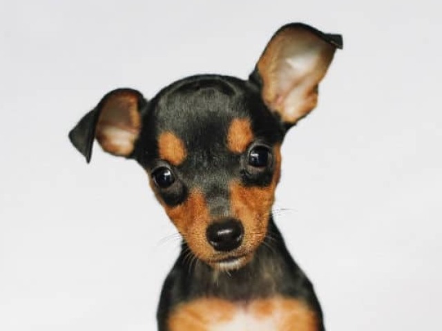 pinscher