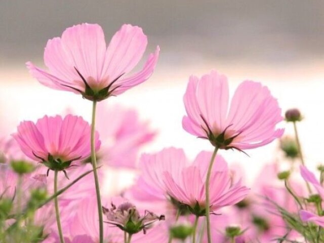 Fada da flores