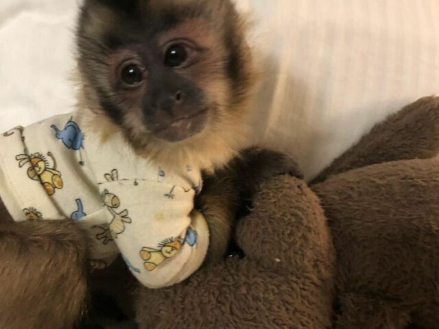 macaco