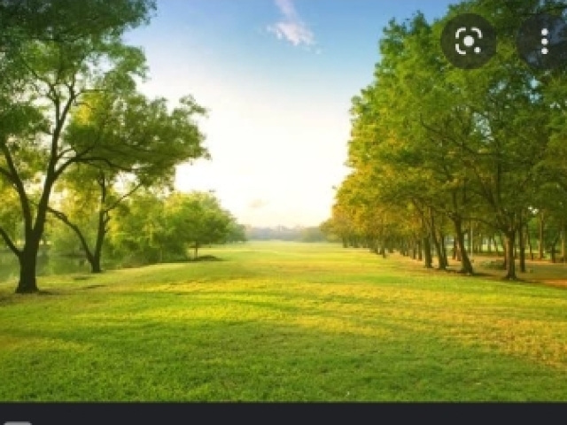 Campo