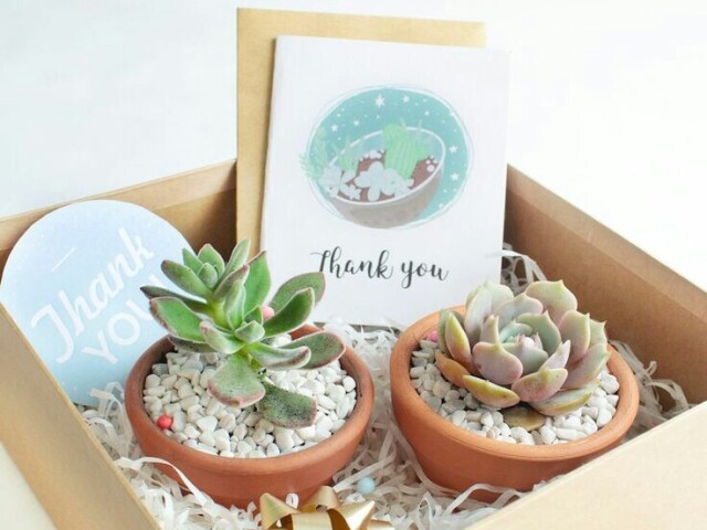 Mini plantinhas