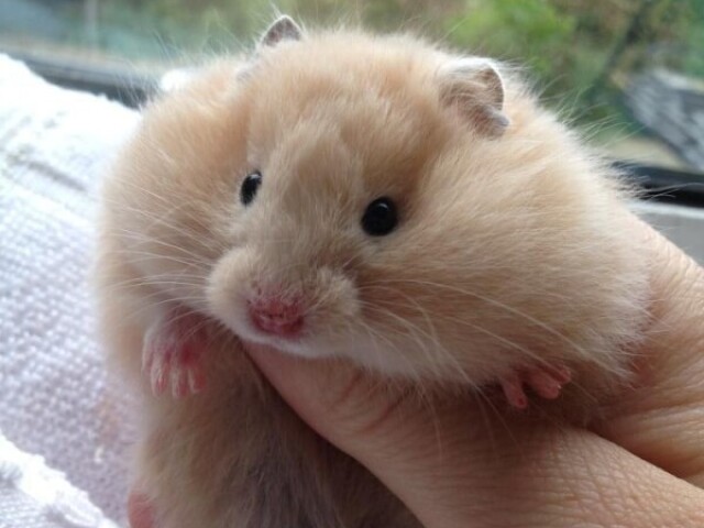 Hamster