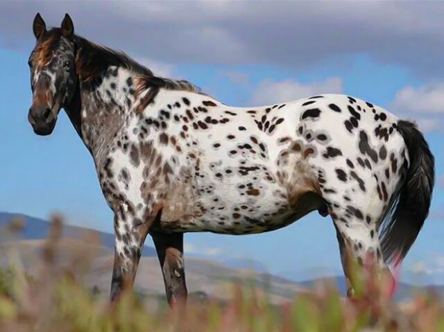 appaloosa