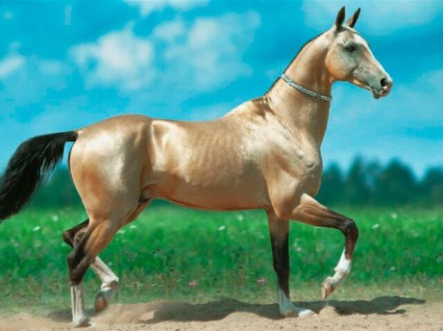 akhal-teke