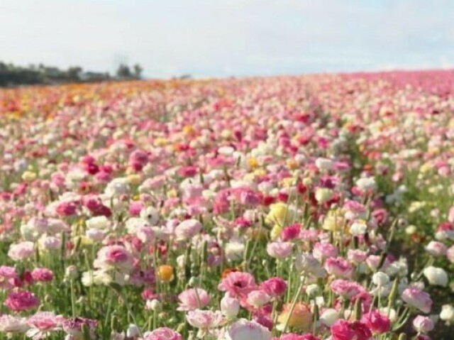 Um passeio pelos campos de flores