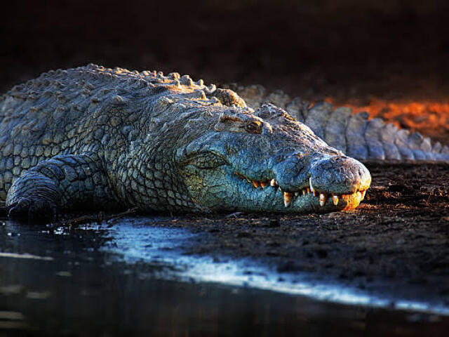 Jacaré🐊 ou Tubarão🦈