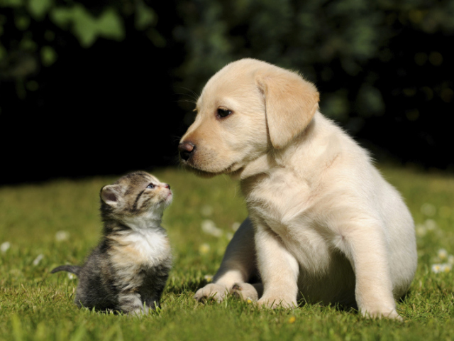 Uma gata amigável e um cachorro feros