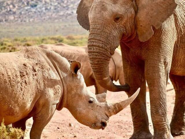 Elefante🐘 ou Rinoceronte🦏