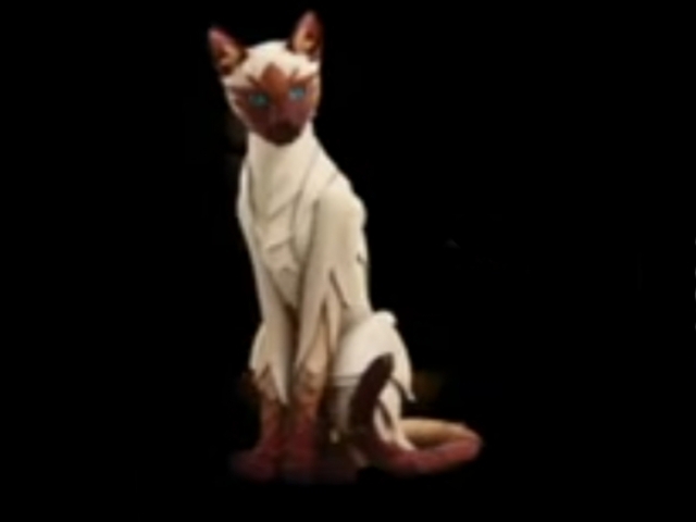 Siamese cat