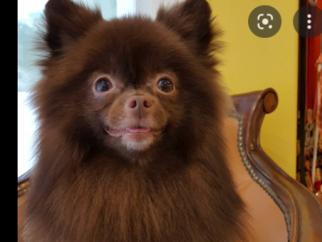 Pomeranian Marrom Kuma