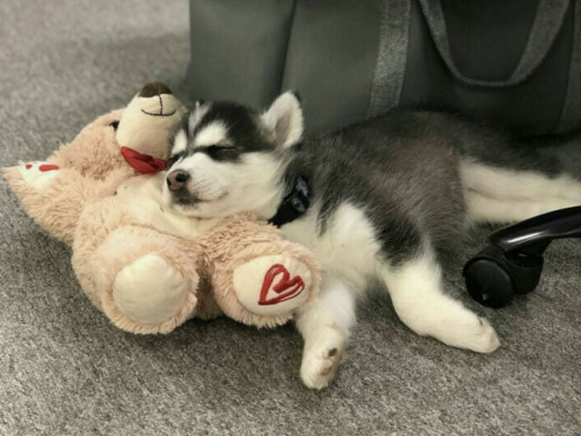 Husky Siberiano ♥️