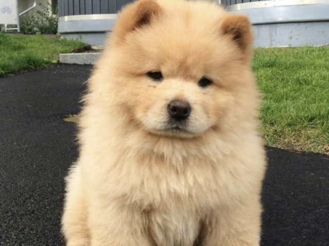 Chow Chow ♥️