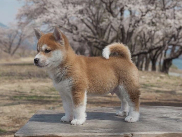 Shiba Inu ♥️