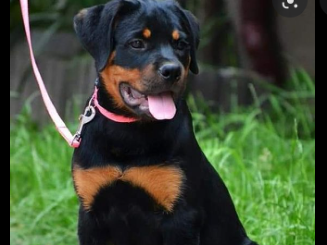 Rottweiler