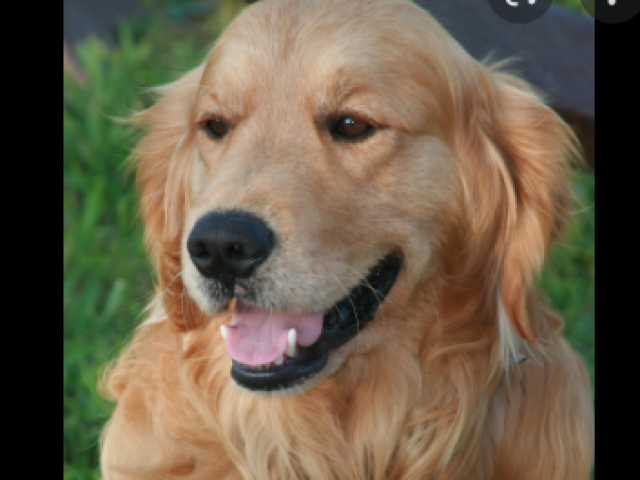 Golden retriever