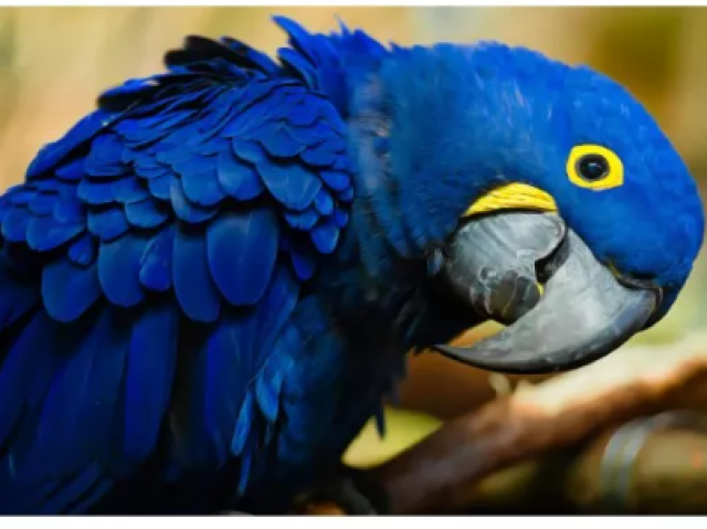 Arara Azul