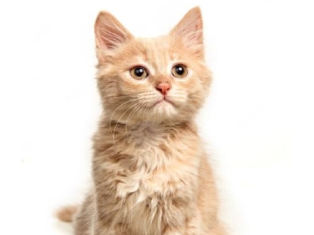 Gato