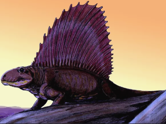 Dimetrodon