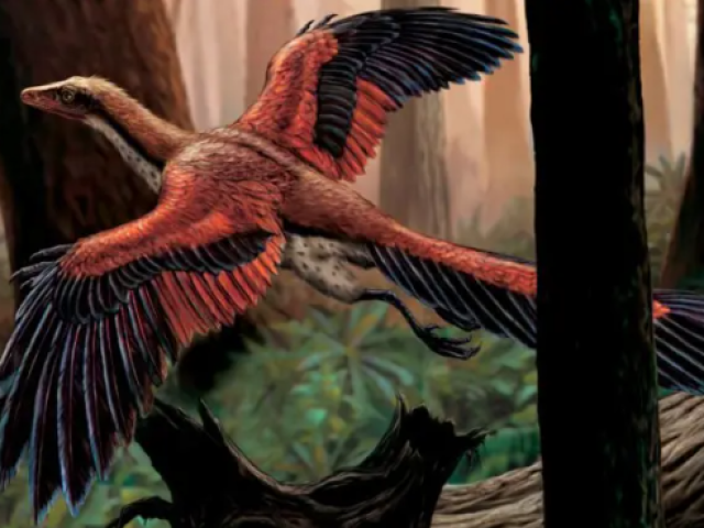 Archaeopteryx