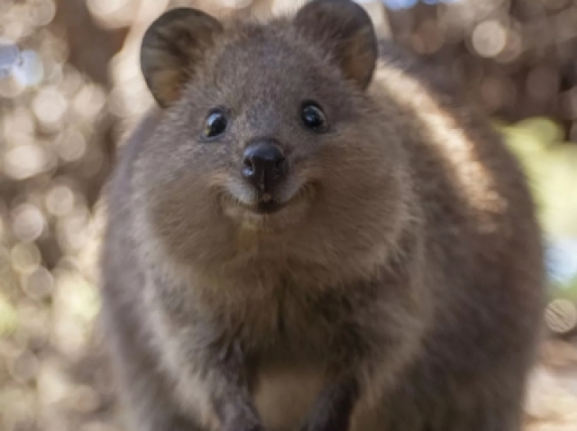 Quokka