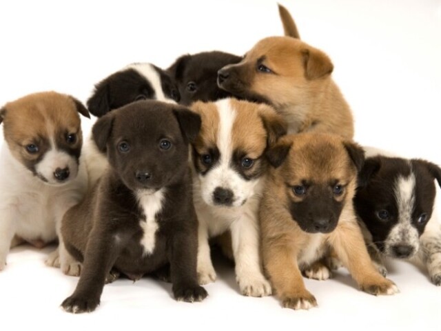 Qual a melhor raça de cachorro para você?
