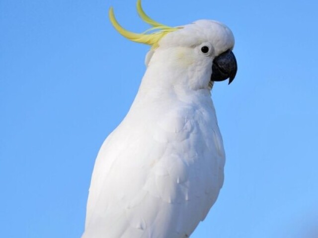 Cacatua