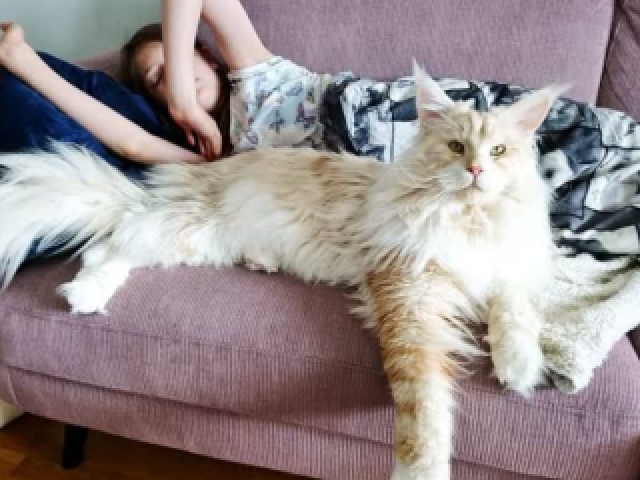 Maine coon