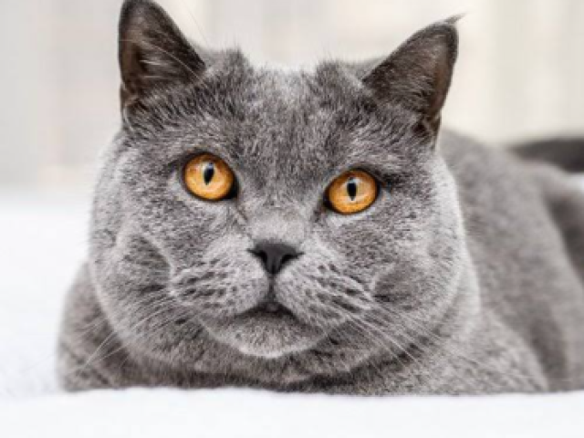 Gato de pelo curto