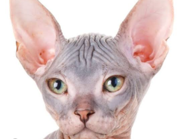 Sphynx