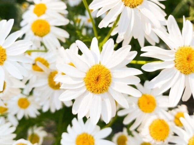 Margarida 🌼