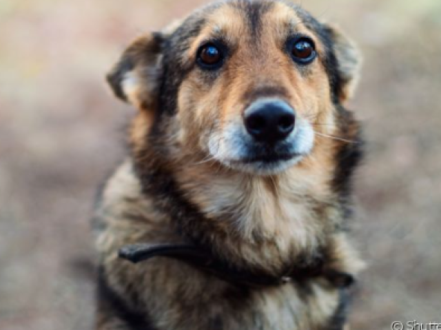 salvar apenas um cachorro