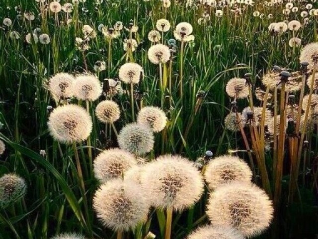 Dandelions