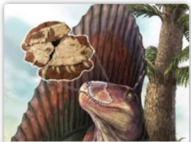 Dimetrodon