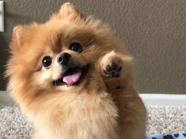 {Lulu Da Pomerânia🌸💞🐶}