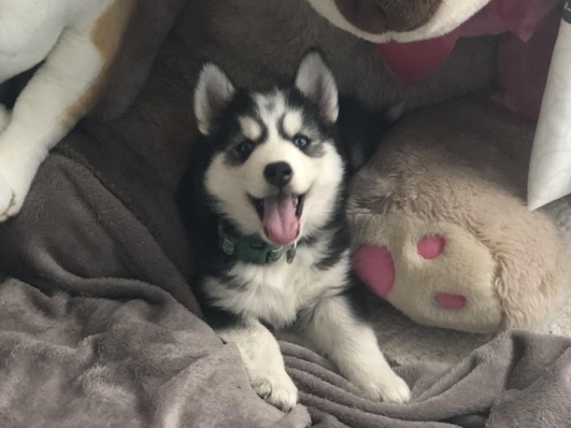 {Husky Siberiano❄️🫶🥳}