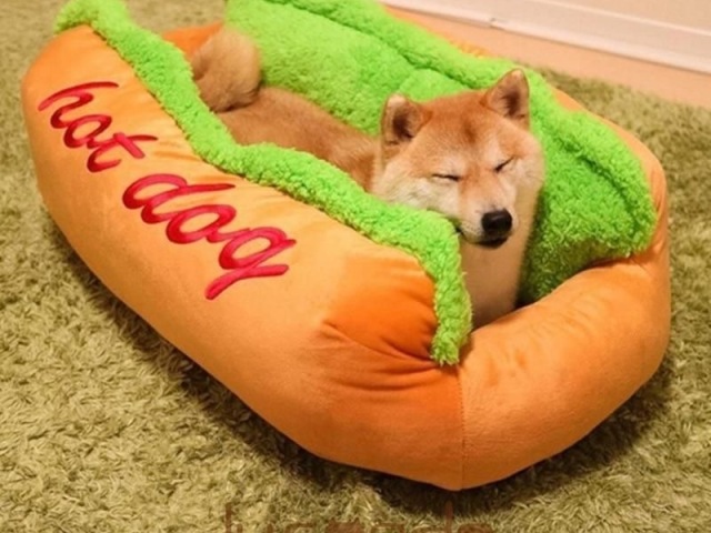 🌭🌭🌭