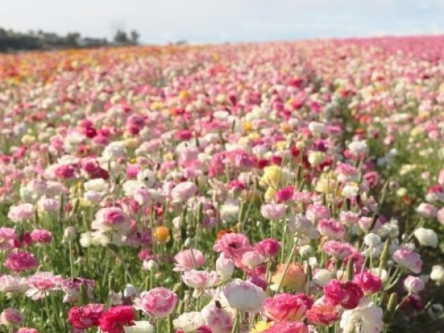 🌷🌸💐🍄{Campo de flores}