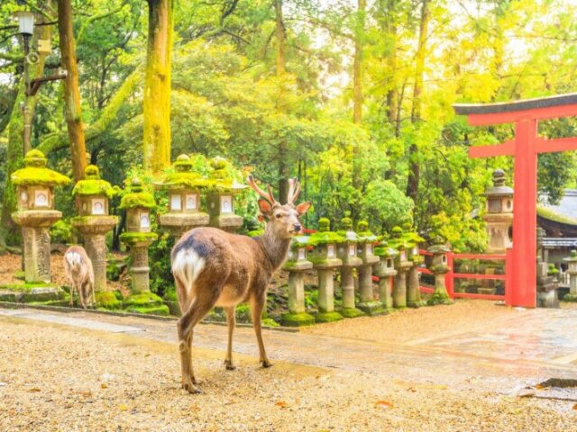 Nara