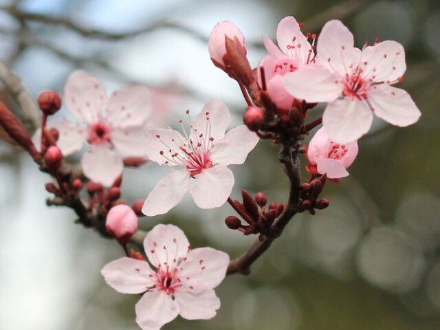 Flor de Sakura