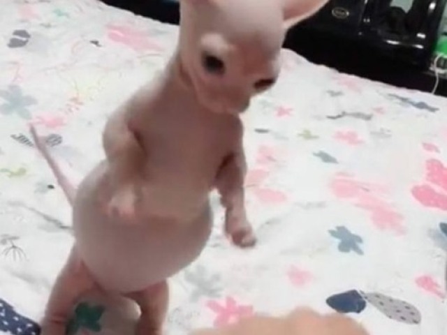 Bingus Gordo