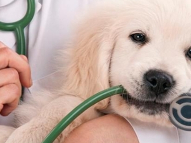 Veterinário (a)