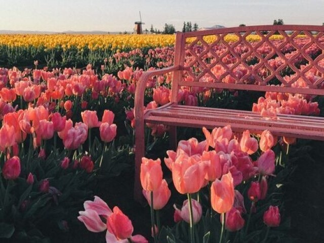Primavera