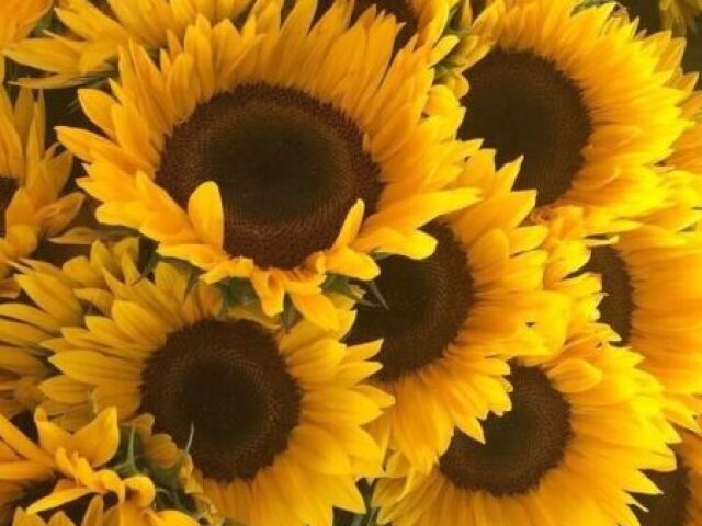 girasol