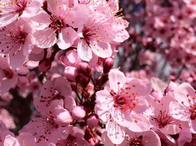 flor de sakura