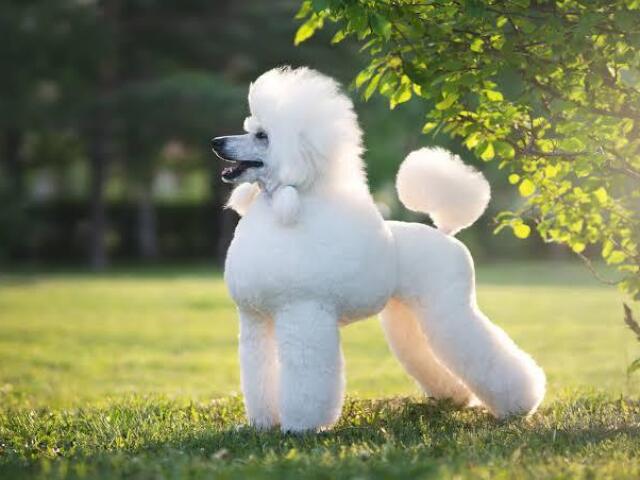 Poodle