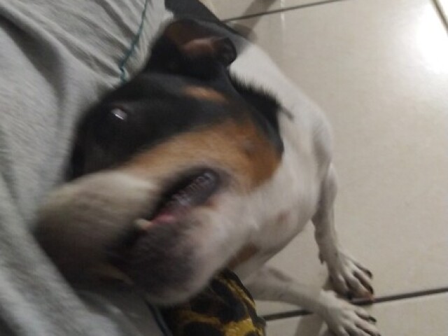 Cachorro